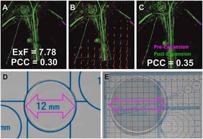 Visualizing the trans-synaptic arrangement of synaptic proteins by expansion microscopy